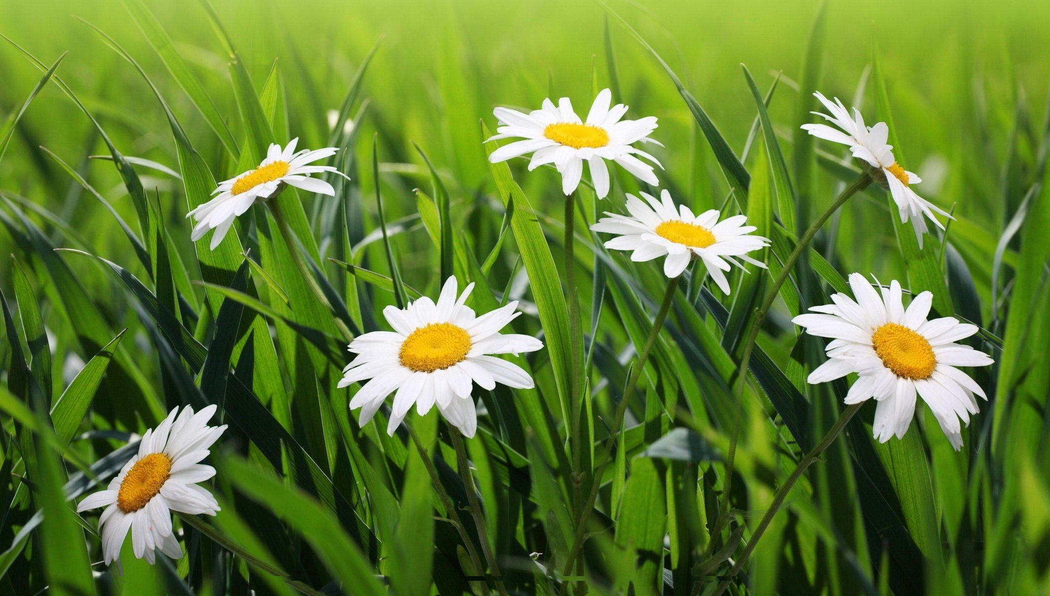 fleurs marguerites herbe