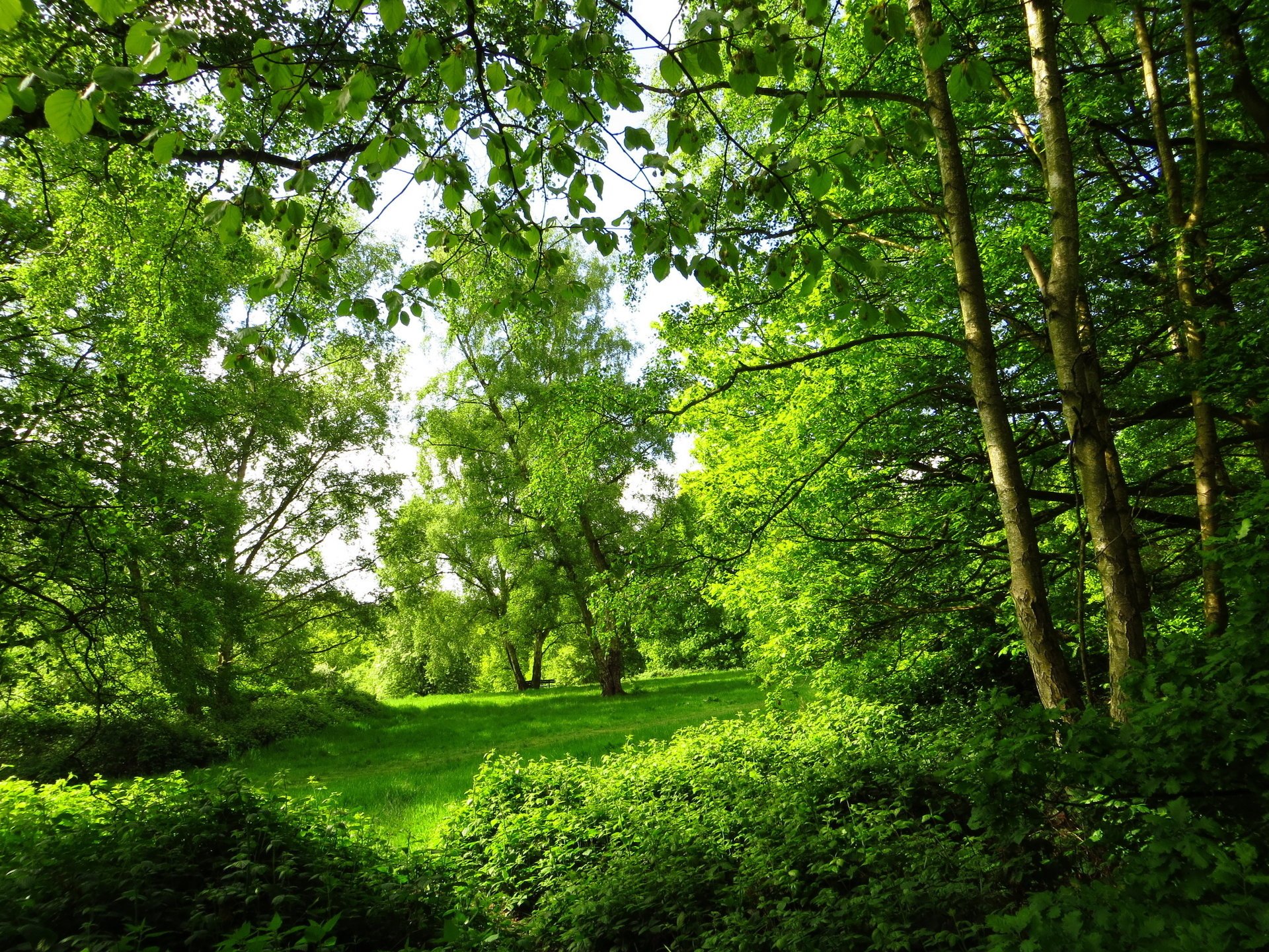 londyn park lato drzewa natura