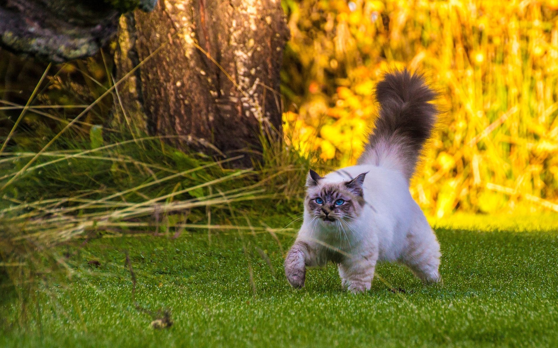 birman marche sur l herbe chat