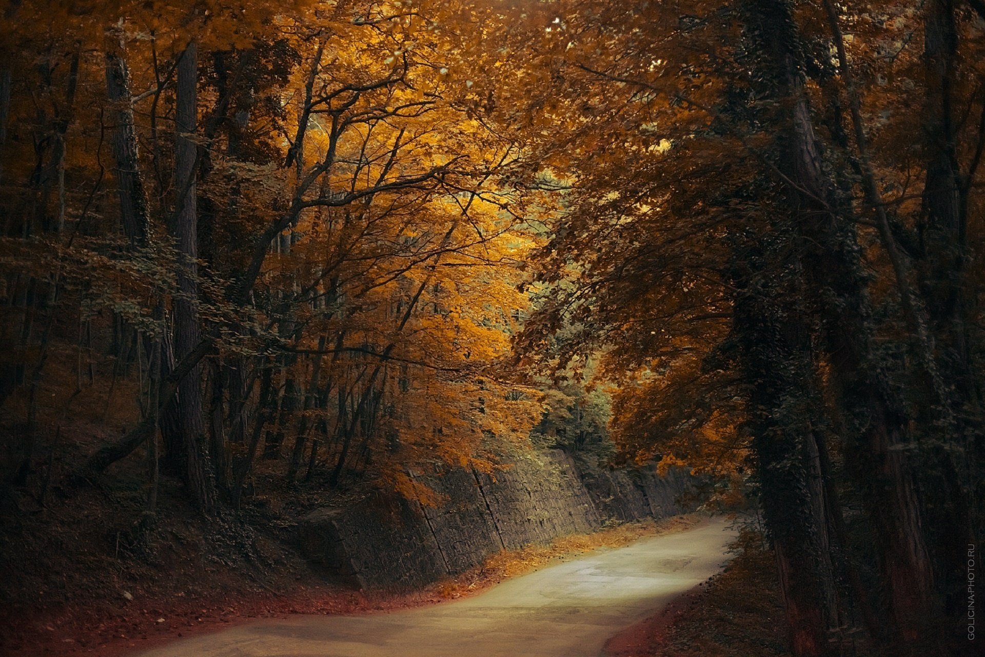 vetlana golicyna wald straße herbst