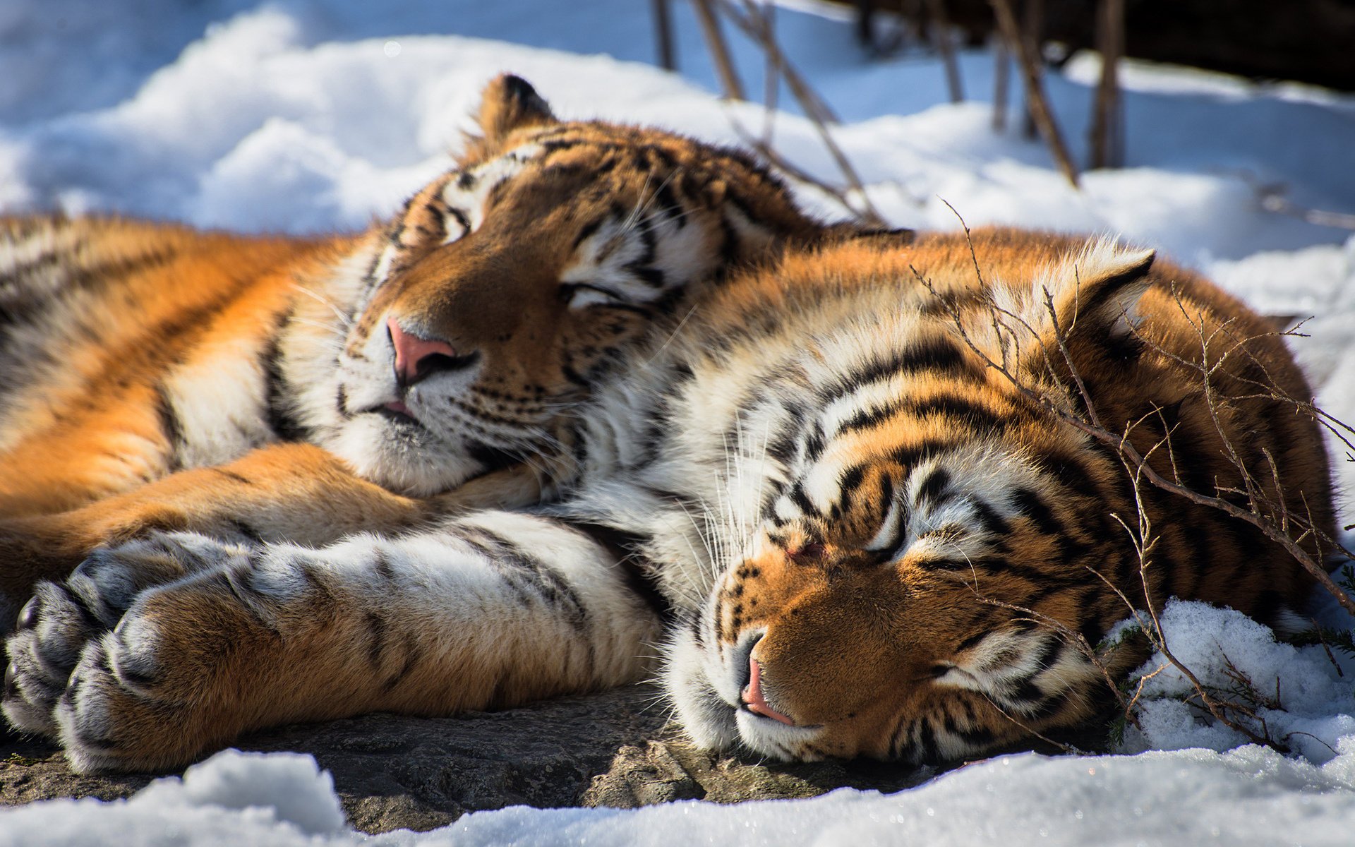 tigres neige hiver taïga