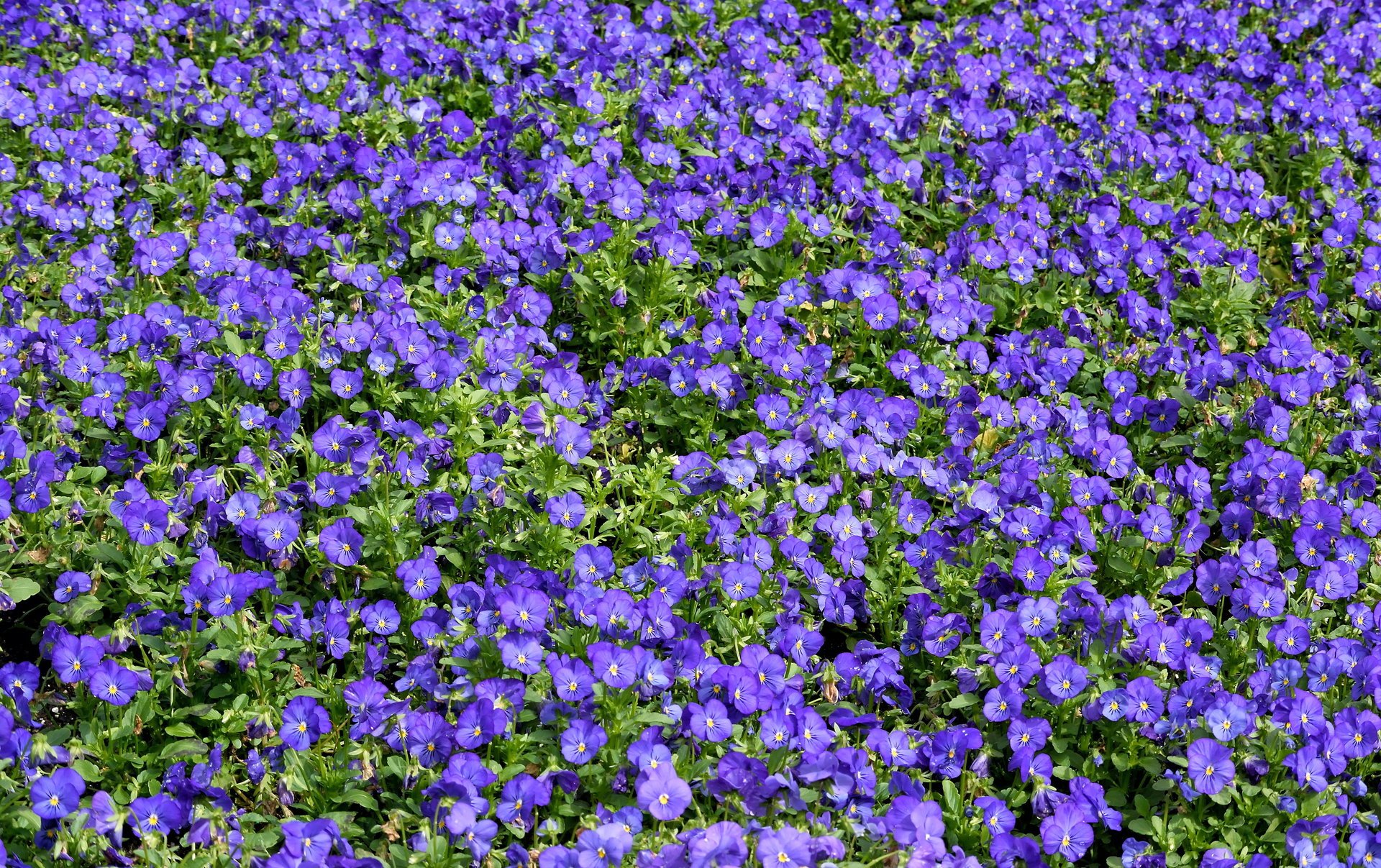 pansy flowers a lot purple