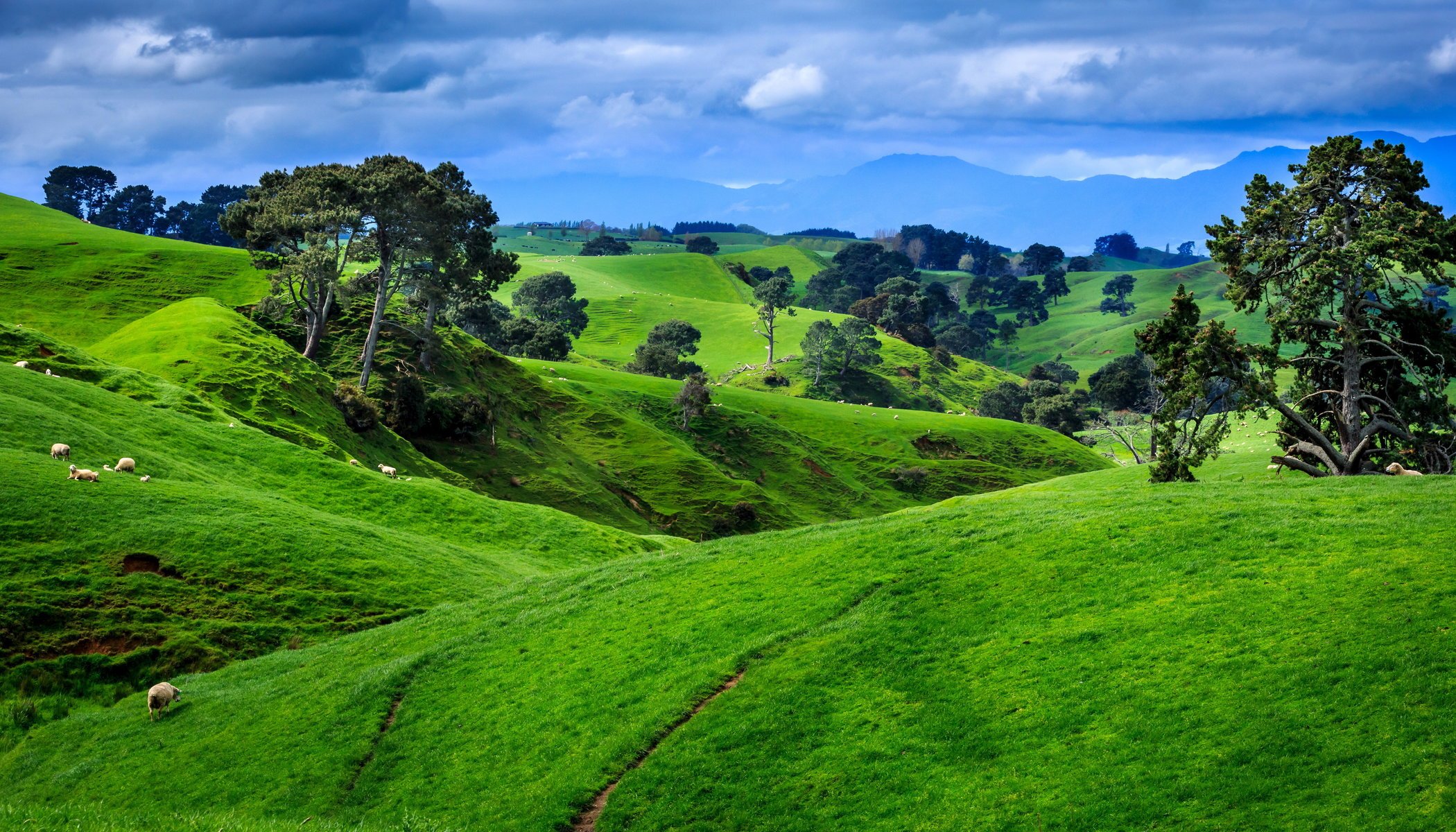 neuseeland landschaft wiese bäume natur sommer