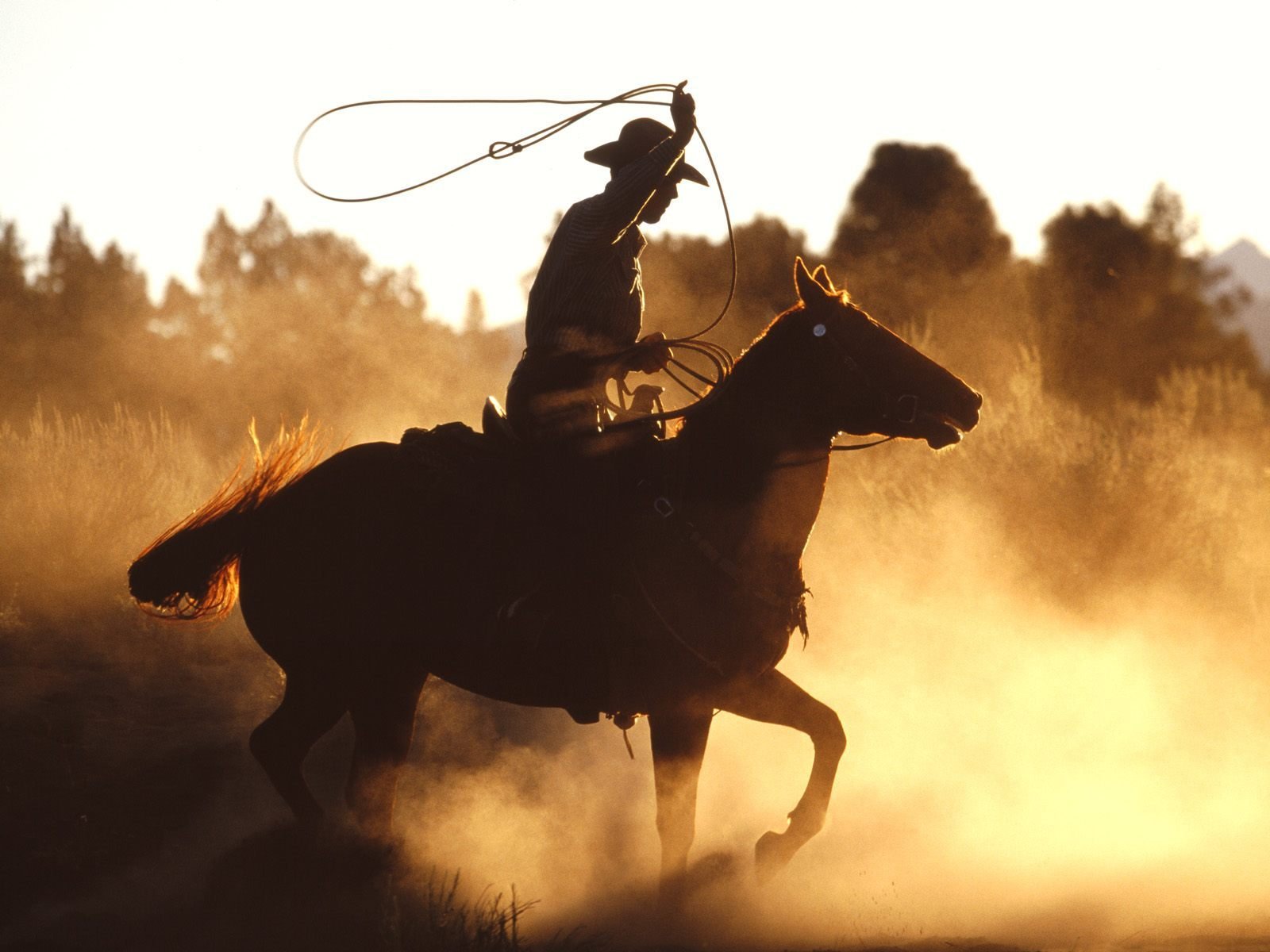 vaquero caballo américa