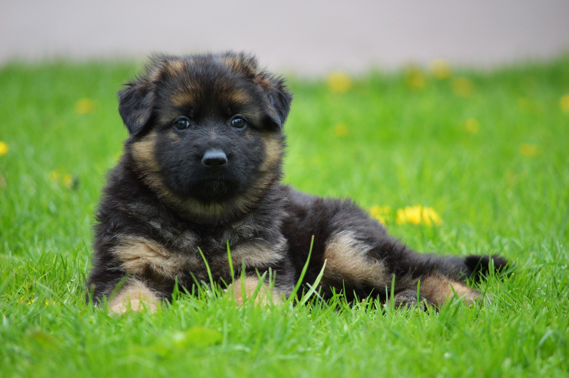 blumen hund welpe feld gras