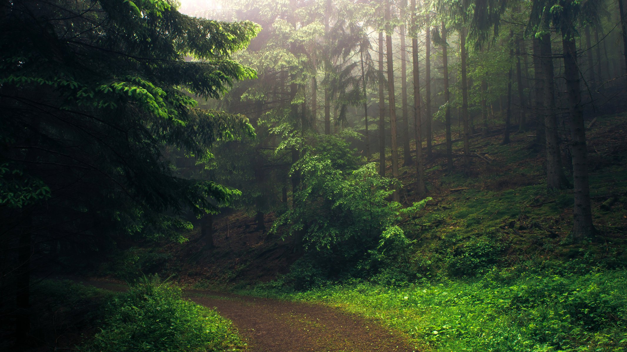 nature forêt chemin montagnes matin joliment