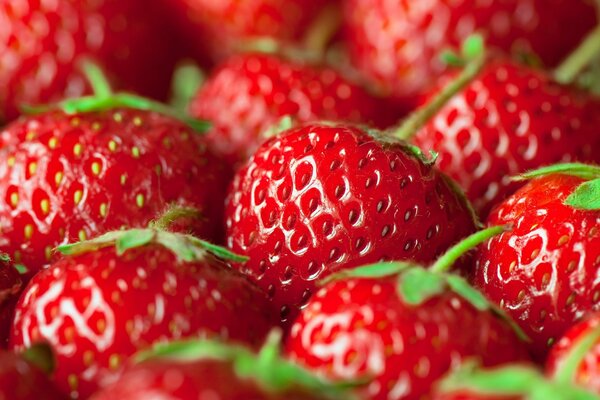 Lots of ripe beautiful strawberries