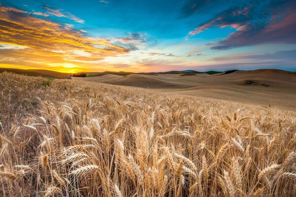 Sonnenuntergang und Sonnenaufgang im Weizenfeld