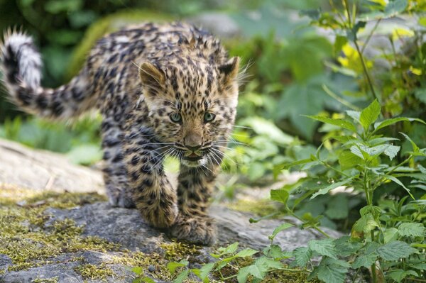 Leopardenjunge ging auf die Jagd