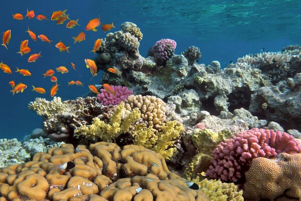 Underwater world. Colorful corals