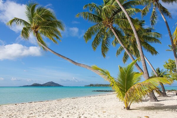 Photo of a beach with several palm trees