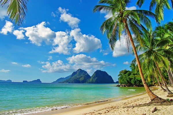 A beautiful view of the ocean of the tropics among the palm trees is simply paradise