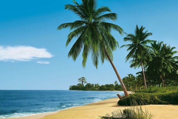 Il mare e le palme sono un luogo paradisiaco