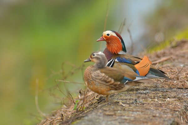 Entzückendes Paar Mandarinen-Enten