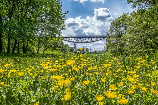 Ranuncoli fioriscono vicino al ponte in Ucraina