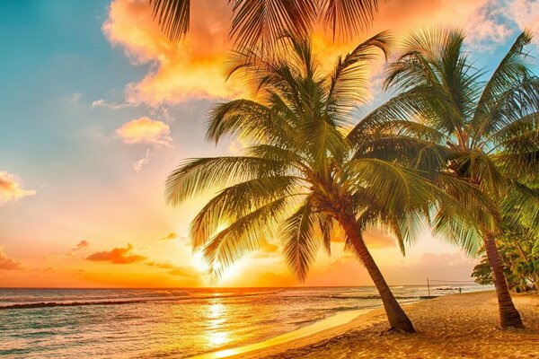 Naturaleza en verano en los trópicos donde palmeras playa océano