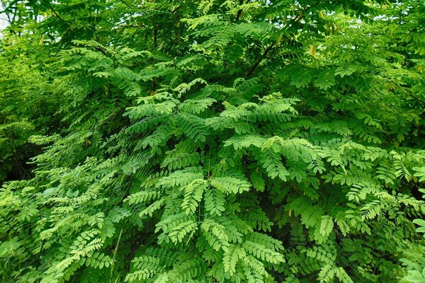 Hojas de Acacia verde brillante en verano