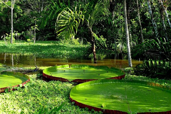 Tropical nature. Quiet river