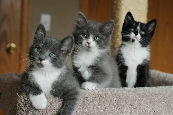 Three kittens are listening carefully