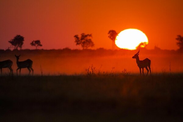 Antilopes sur fond de coucher de soleil rouge en Afrique