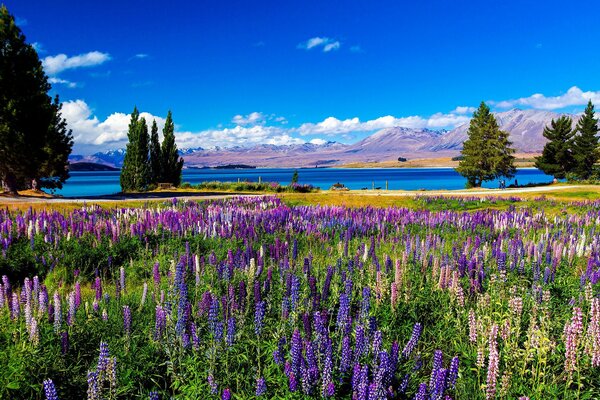 Il paesaggio è bellissimo con un fiume, un campo con una Digitale