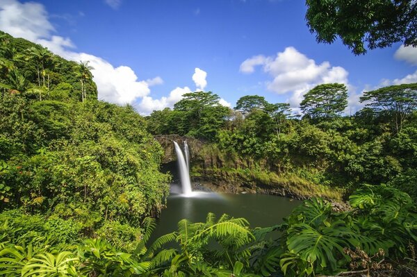 Je veux aller dans la jungle et me tenir sous une cascade