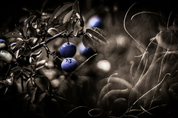 Foto von Beeren auf dunklem Hintergrund