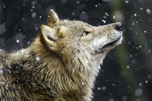 Wolf macro shooting with snow