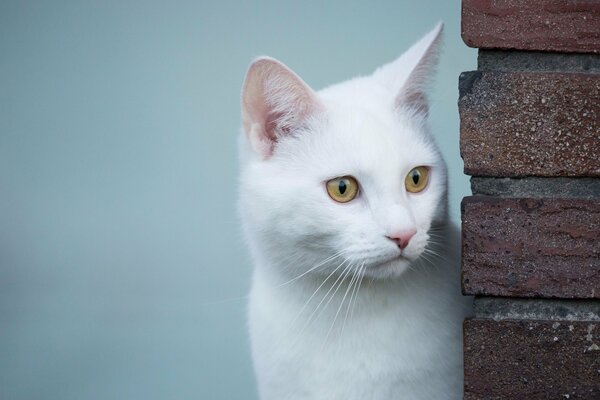 The look of a white cat is beautiful