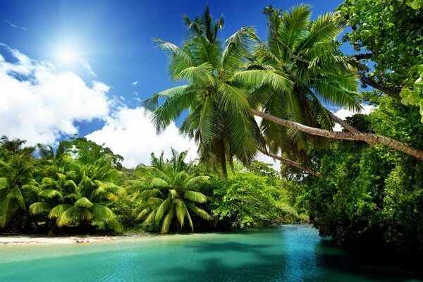 Sun palm trees and tropics nature