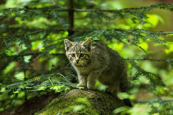 Gato cazando en el bosque verde