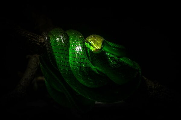 Green snake on a black background