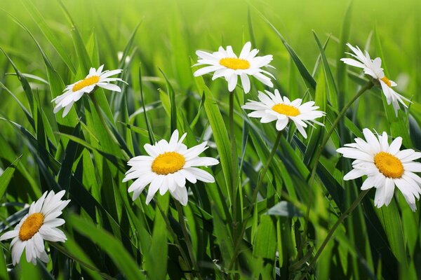 Schöne Kamille im grünen Gras