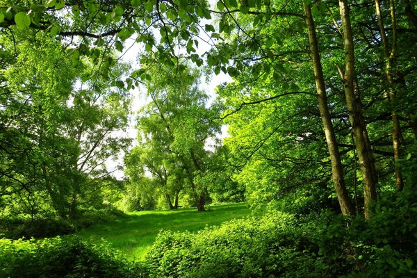 Parque verde de verano en Londres