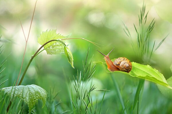 Schnecke im Gras im Sommer