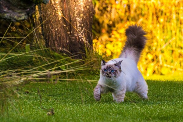 El paseo del gato birmano hermosa foto