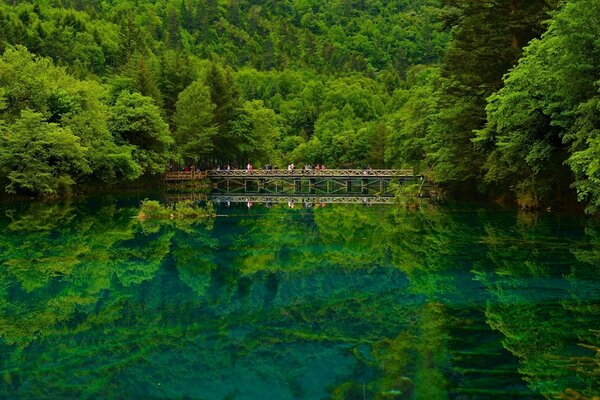 Hermoso lago con momt en el centro del bosque