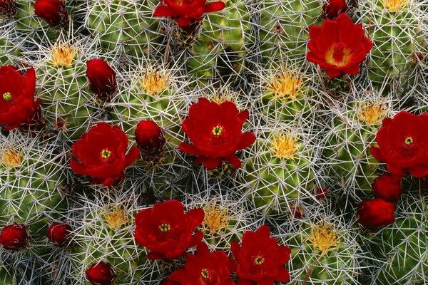 Cacti with red flowers close-up