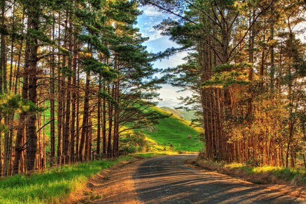 Camino en un joven bosque de pinos