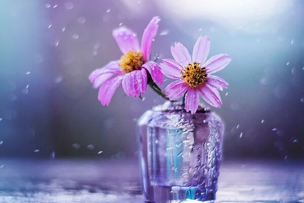 Belles fleurs lilas dans un vase