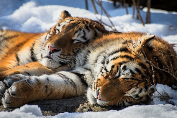 Tigres descansan en la nieve