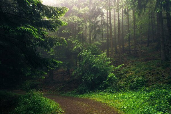 Strada nel bosco mattina bella