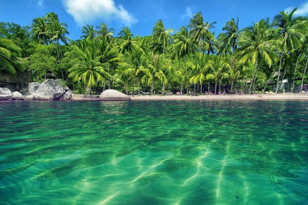 Lagon bleu sur fond de palmiers verts