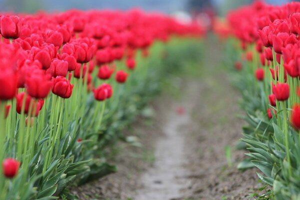 Chemin à travers le champ de tulipes