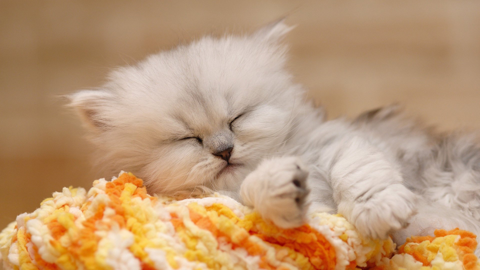 kitty sleeping fluffy