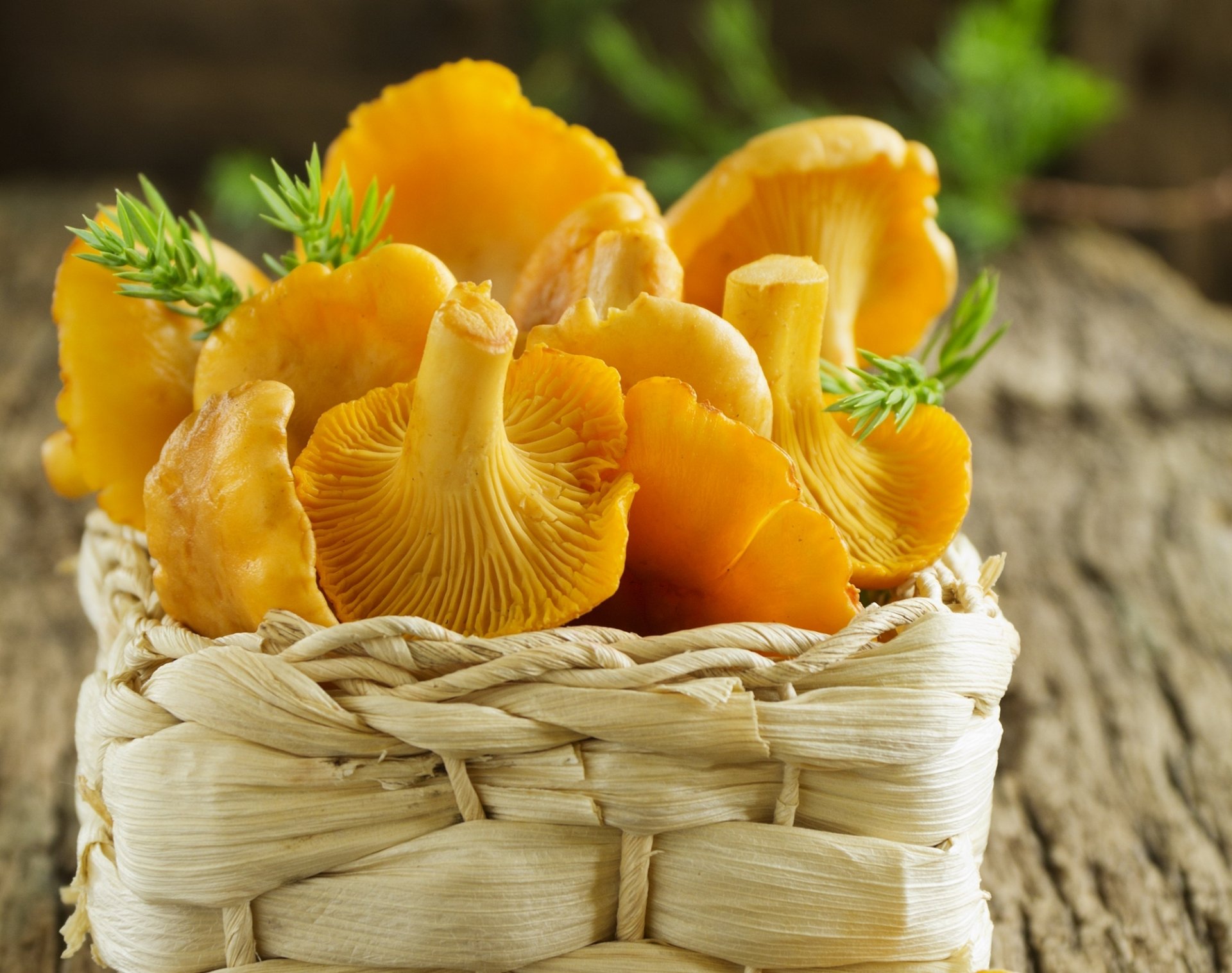 basket fresh mushrooms chanterelles basket fresh mushroom