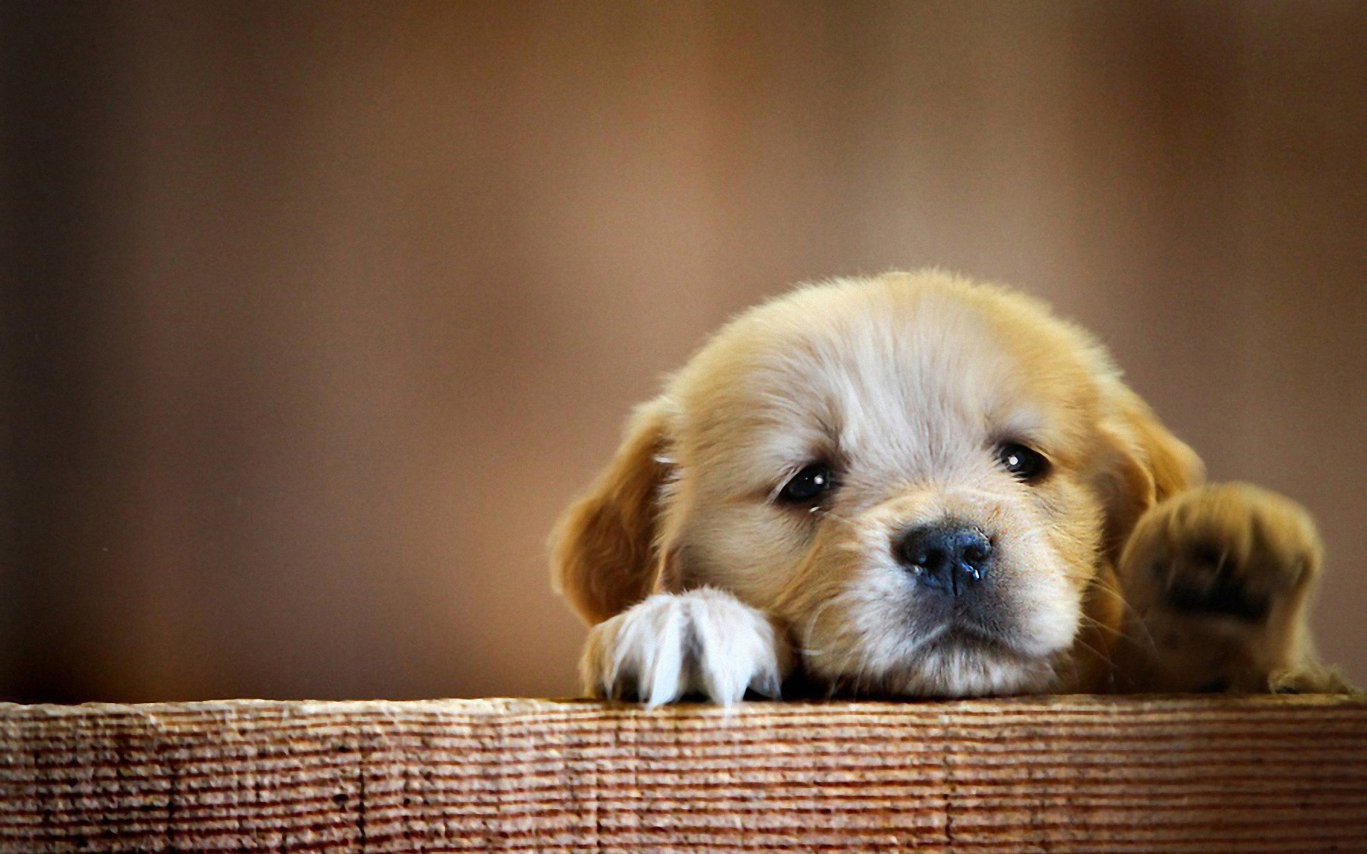 cachorro macro pequeño