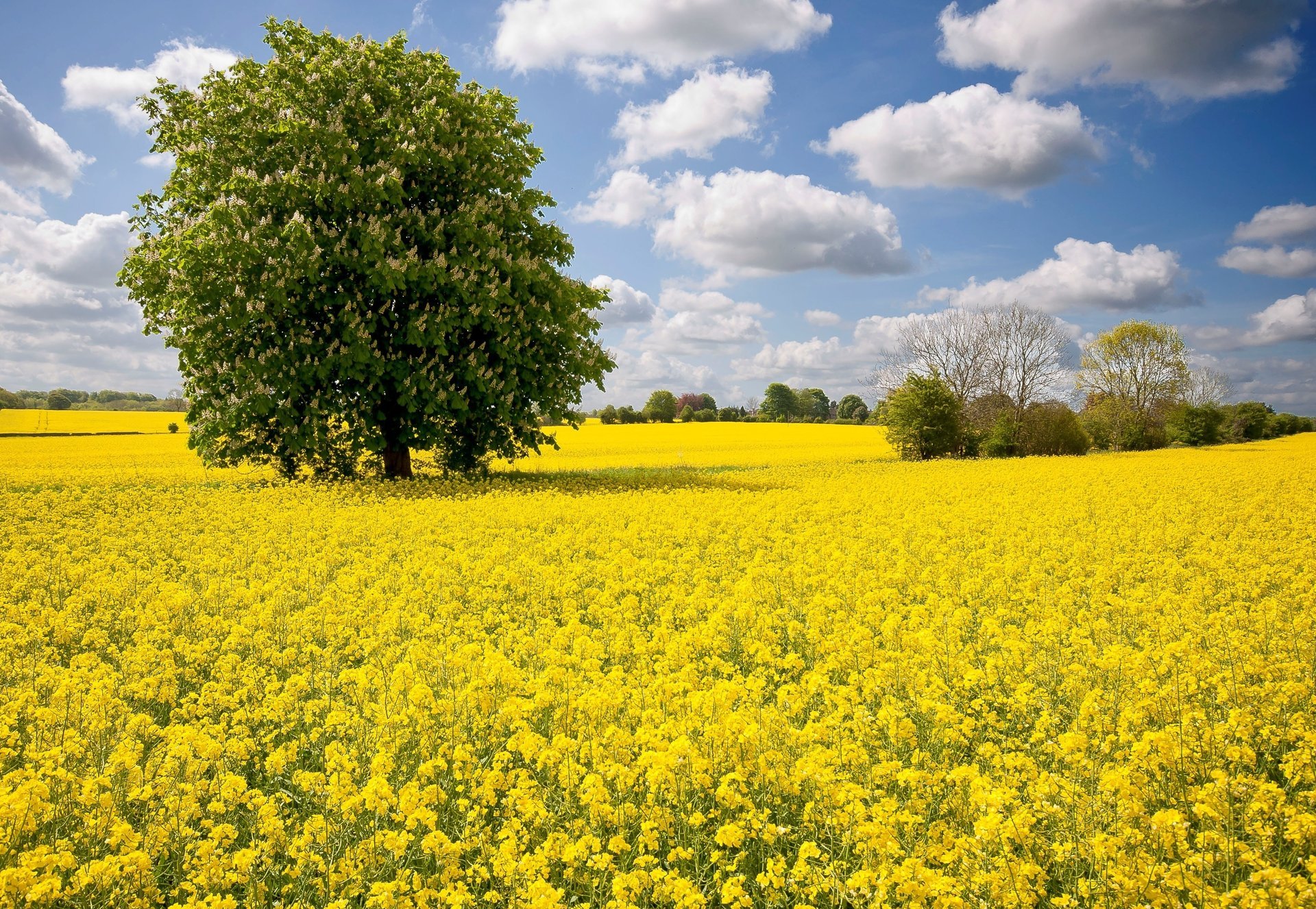 ukraine chestnut nature spring field rape tree beautiful the sky cloud