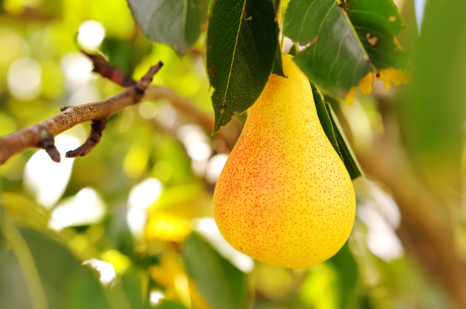 nourriture poire fruit juteux parfumé juteux fruité été jardin soleil vitamines miam-miam flou bokeh fond d écran