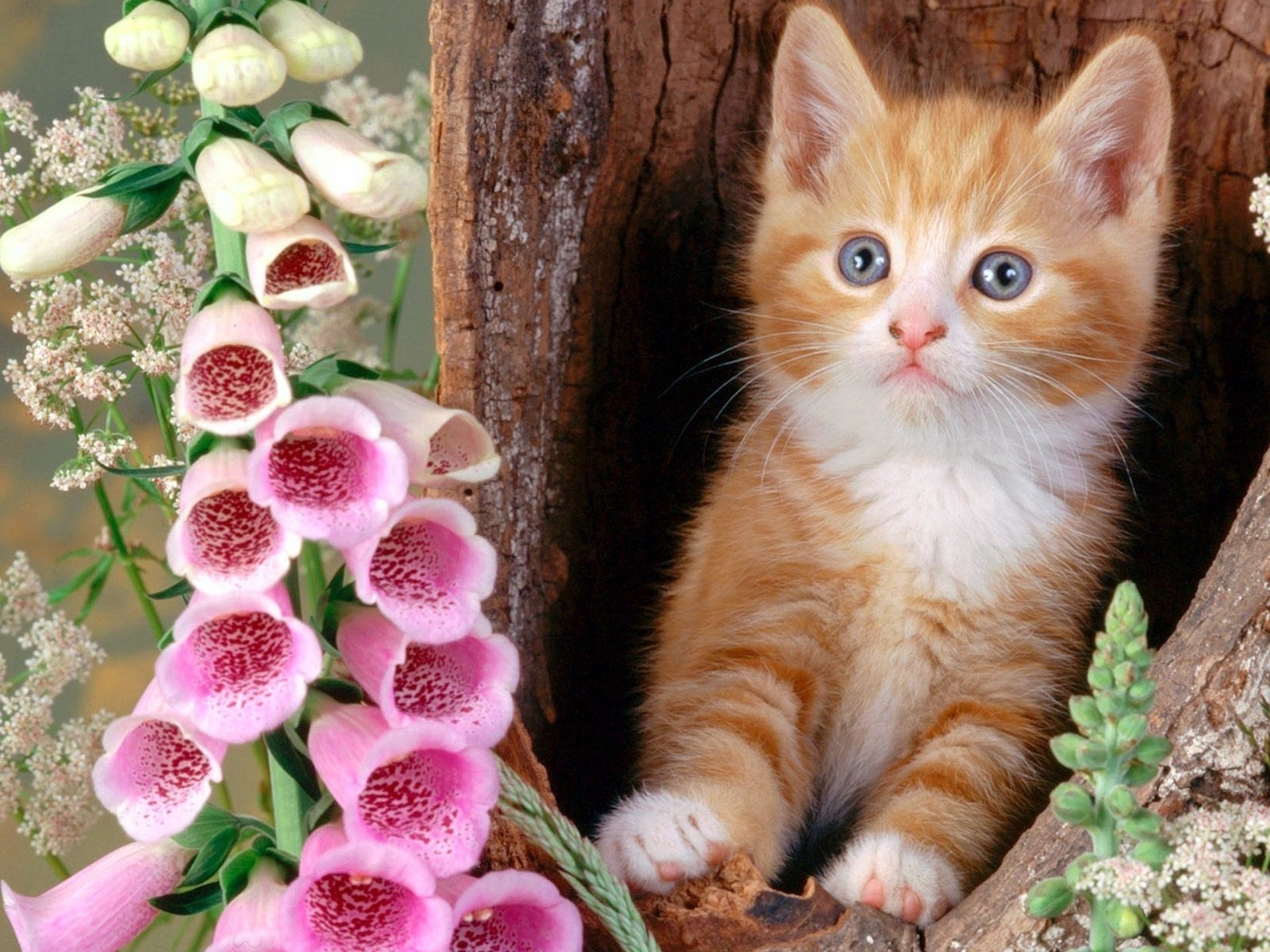 fleurs chaton roux